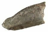 Serrated Dinosaur (Allosaurus) Tooth - Colorado #245959-1